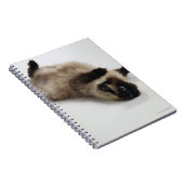 Himalayan Cat Lying op zijn rug Notitieboek (Rechterzijde)