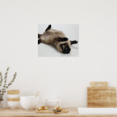 Himalayan Cat Lying op zijn rug Poster (Keuken)