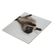 Himalayan Cat Lying op zijn rug Tegeltje (Zijkant)