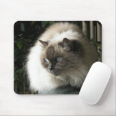 Himalayan Cat Muismat (Met muis)