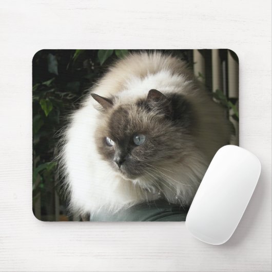 Himalayan Cat Muismat (Met muis)