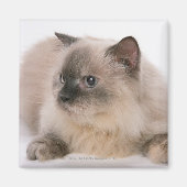 Himalayan Magneet (Voorkant)