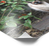 Himalayan Mix cat Foto Afdruk (Hoek)