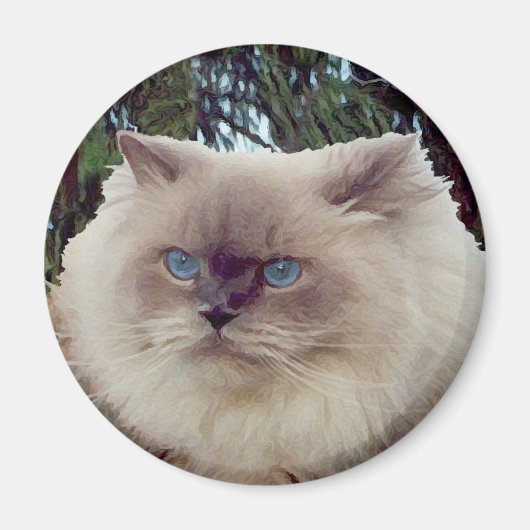 Himalayan Persian Cat Magneet (Voorkant)