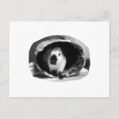 Himalayan Rabbit BW Foto in round can Briefkaart (Voorkant)