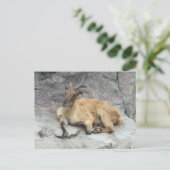 Himalayan Tahr Briefkaart (Staand voorkant)