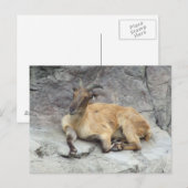 Himalayan Tahr Briefkaart (Voorkant / Achterkant)