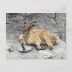 Himalayan Tahr Briefkaart
