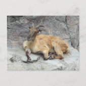 Himalayan Tahr Briefkaart (Voorkant)
