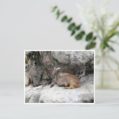 himalayan tahr briefkaart (Staand voorkant)