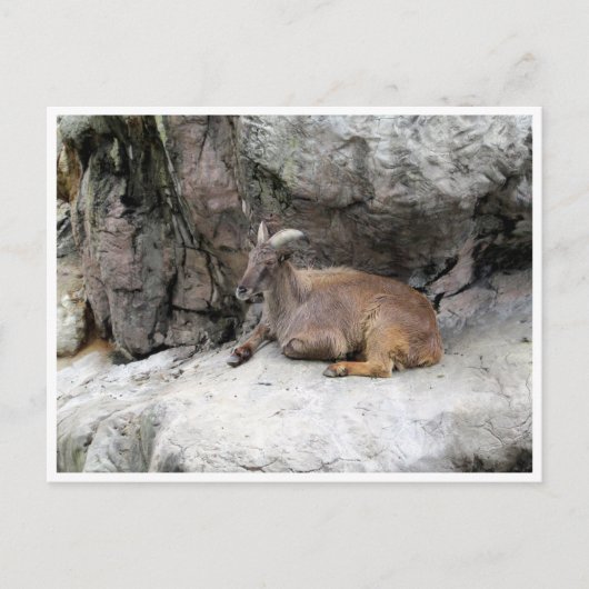 himalayan tahr briefkaart (Voorkant)