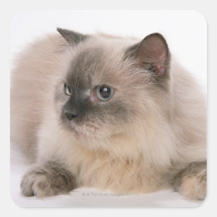 Himalayan Vierkante Sticker