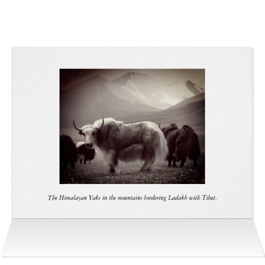 Himalayan Yaks, Mountains, Ladakh & Tibet (Binnen Horizontaal (Boven))