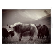 Himalayan Yaks, Mountains, Ladakh & Tibet (Voorkant Horizontaal)