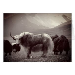 Himalayan Yaks, Mountains, Ladakh & Tibet