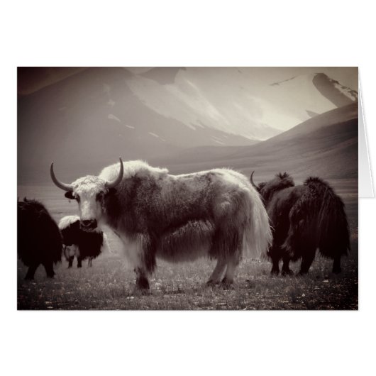 Himalayan Yaks, Mountains, Ladakh & Tibet (Voorkant Horizontaal)