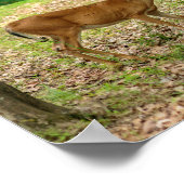 Hinde in de bossen Poster (Hoek)