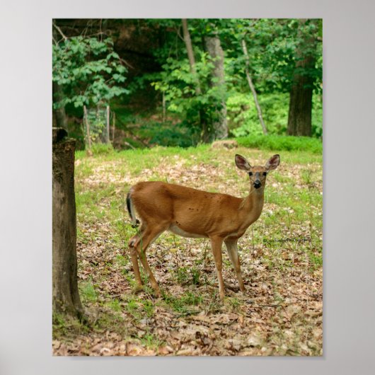 Hinde in de bossen Poster (Voorkant)