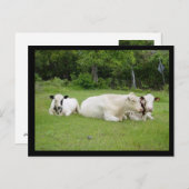 Hindu Cows Briefkaart (Voorkant / Achterkant)