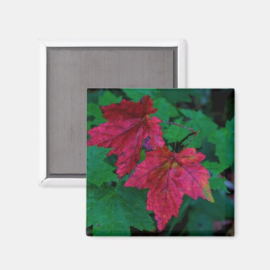 Hint van het najaar magneet (Voorkant / Achterkant)