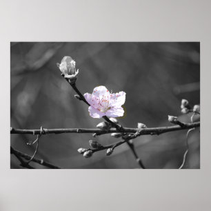 Hint van Roze Cherry Blossom Poster