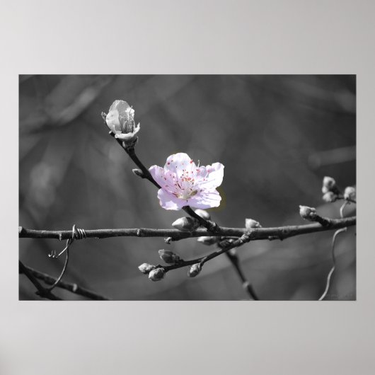 Hint van Roze Cherry Blossom Poster (Voorkant)