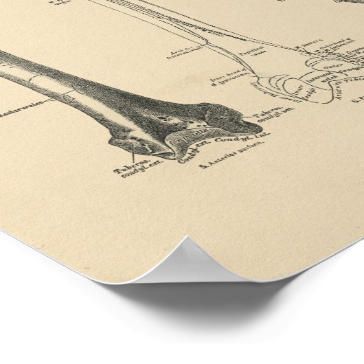  Hip Botten Anatomie 1880 Afdrukken Poster (Hoek)