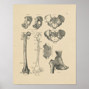 Hip Botten Anatomie 1880 Afdrukken Poster