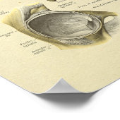 Hip Pelvis Joint Anatomy Botten Print (Hoek)