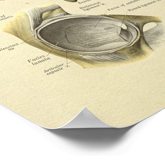 Hip Pelvis Joint Anatomy Botten Print (Hoek)