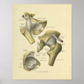 Hip Pelvis Joint Anatomy Botten Print (Voorkant)