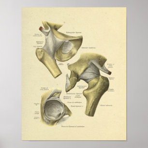 Hip Pelvis Joint Anatomy Botten Print