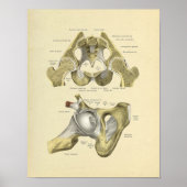 Hip Pelvis Joint Anatomy Botten Print (Voorkant)