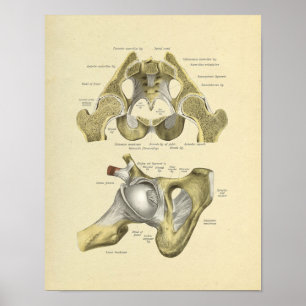Hip Pelvis Joint Anatomy Botten Print