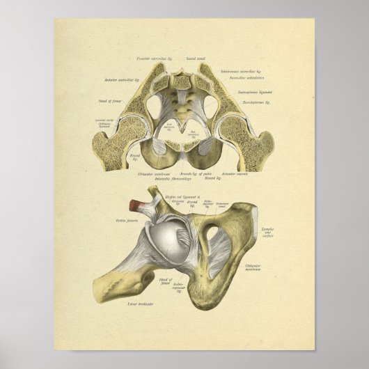 Hip Pelvis Joint Anatomy Botten Print (Voorkant)