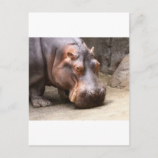 Hipo Briefkaart (Voorkant)