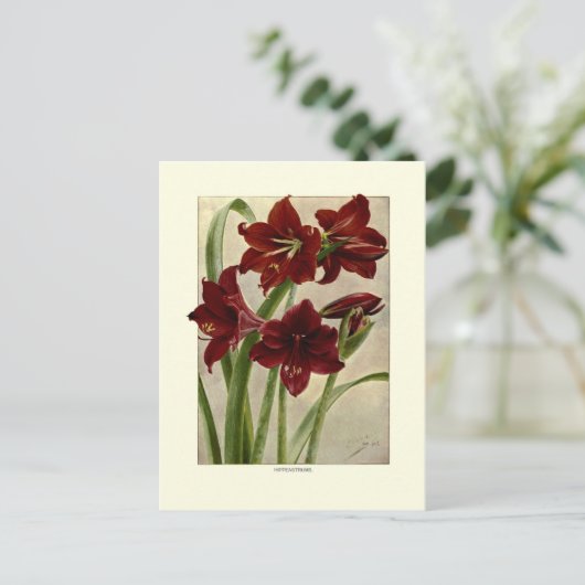 Hippeastrums (Amaryllis) Briefkaart (Staand voorkant)