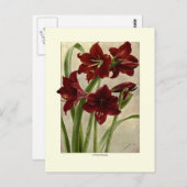 Hippeastrums (Amaryllis) Briefkaart (Voorkant / Achterkant)