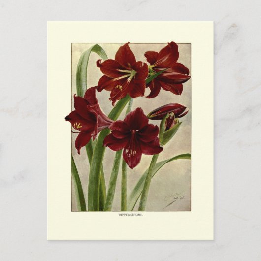 Hippeastrums (Amaryllis) Briefkaart (Voorkant)