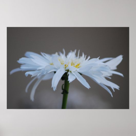 Hippie daisy en betekenis poster (Voorkant)