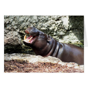 Hippo