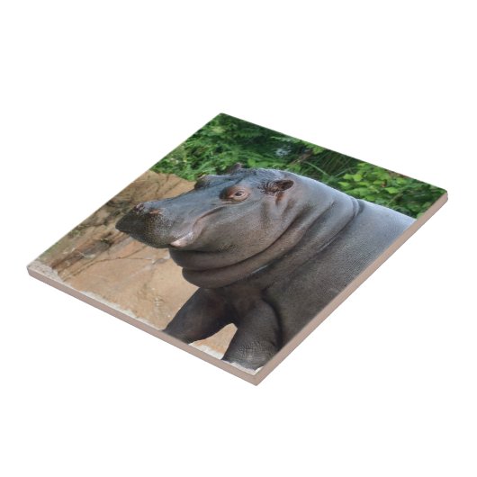 hippo-6 tegeltje (Zijkant)