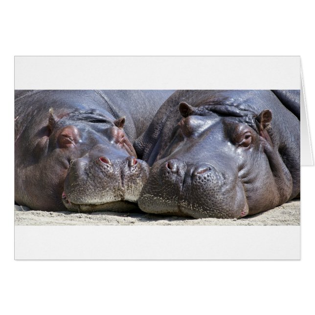 Hippo-78352 (Voorkant Horizontaal)
