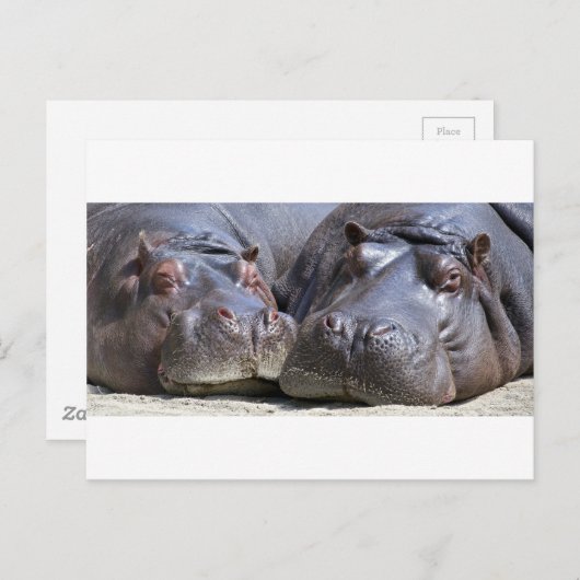 Hippo-78352 Briefkaart (Voorkant / Achterkant)