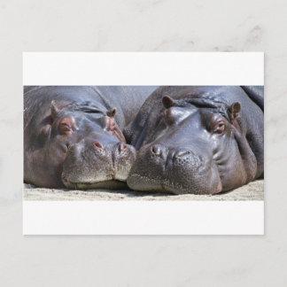 Hippo-78352 Briefkaart