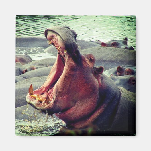 hippo big yawn magneet (Voorkant)