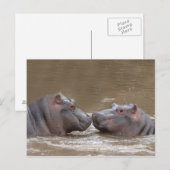 Hippo Briefkaart (Voorkant / Achterkant)