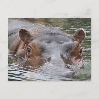 Hippo Briefkaart