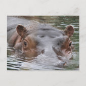 Hippo Briefkaart (Voorkant)