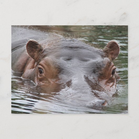 Hippo Briefkaart (Voorkant)
